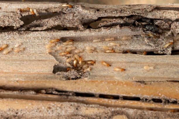 Wasp Removal Services in New Braunfels, TX