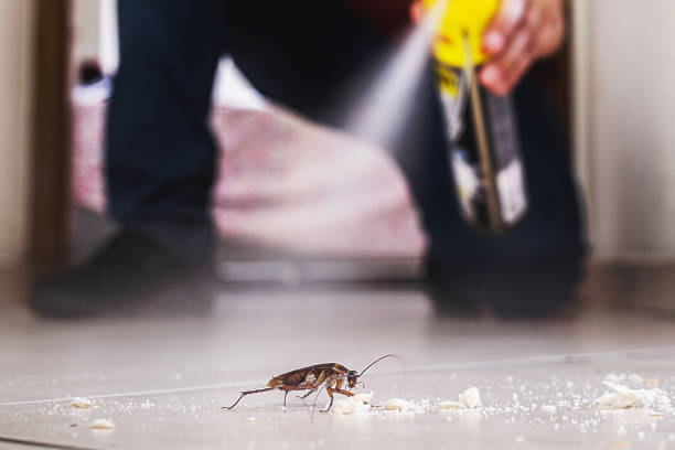 Best Bed Bug Extermination  in New Braunfels, TX