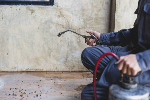 Best Mosquito Control Services  in New Braunfels, TX